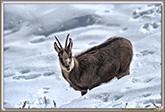 CHAMOIS